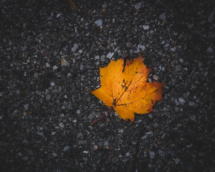a leaf sits on the ground while it lays in the dark