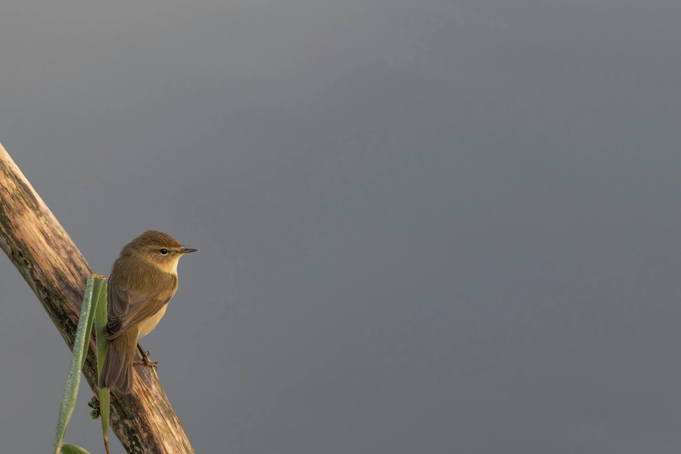 a bird sitting on a nch with its face near the ground