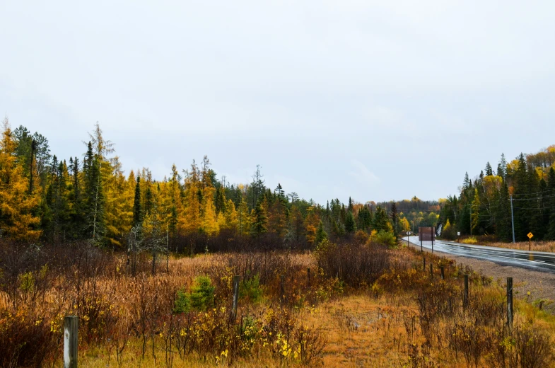 trees and grass along a road surrounded by tall brown grass