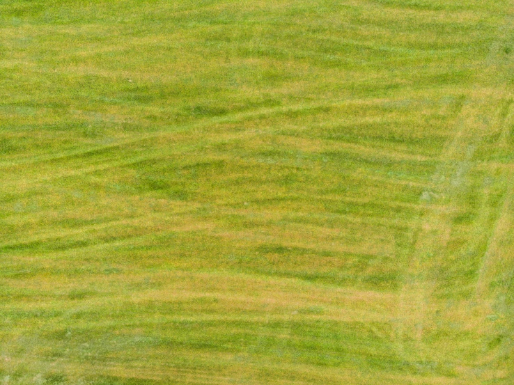 two yellow cows in the middle of a field