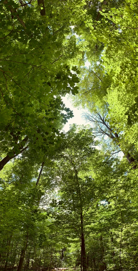 sun shining through the trees, green woods in the background