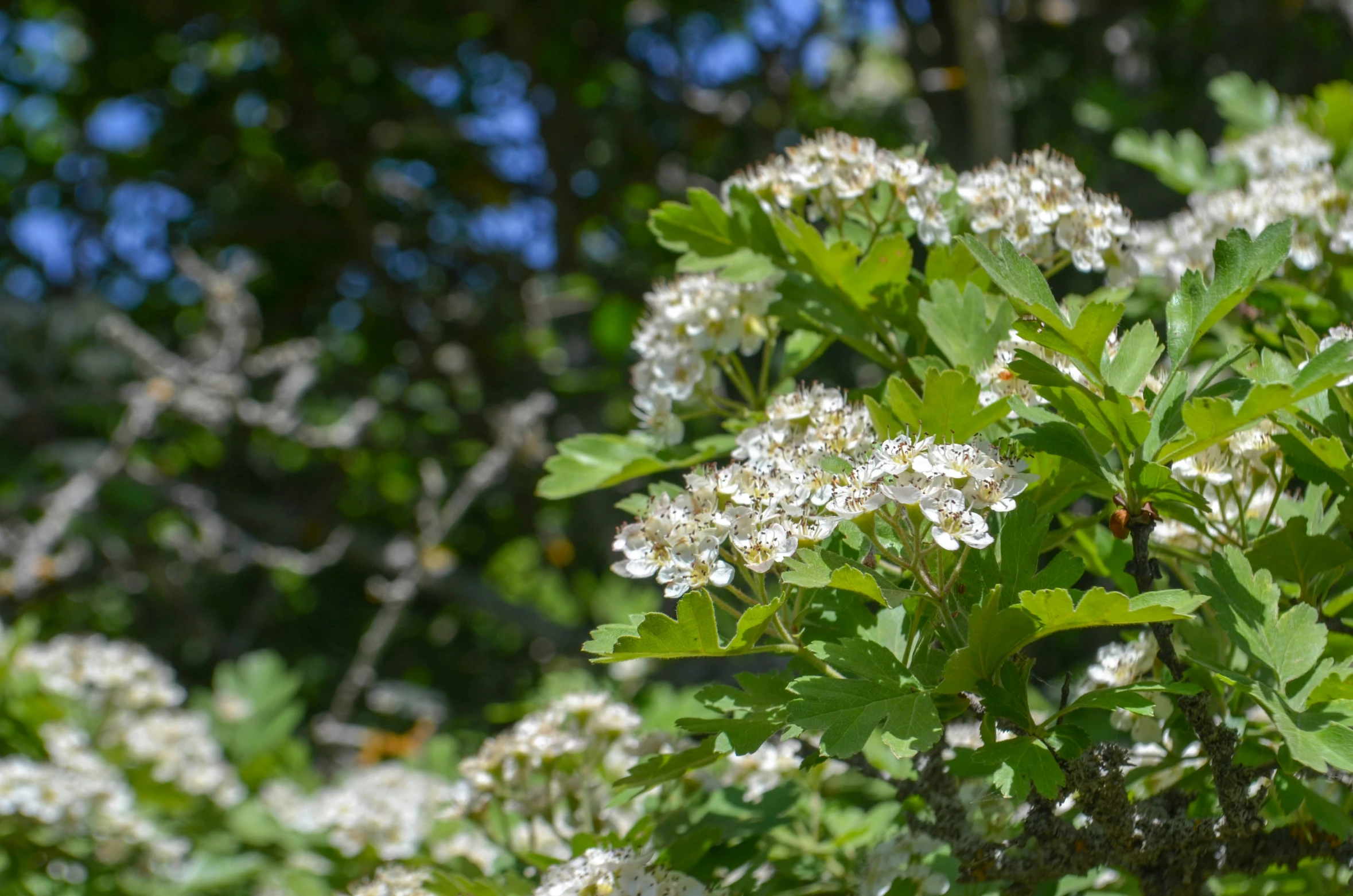 some white flowers are growing on the bush