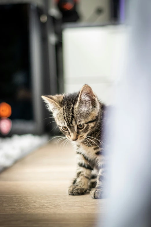 a kitten is laying down on the floor next to a computer