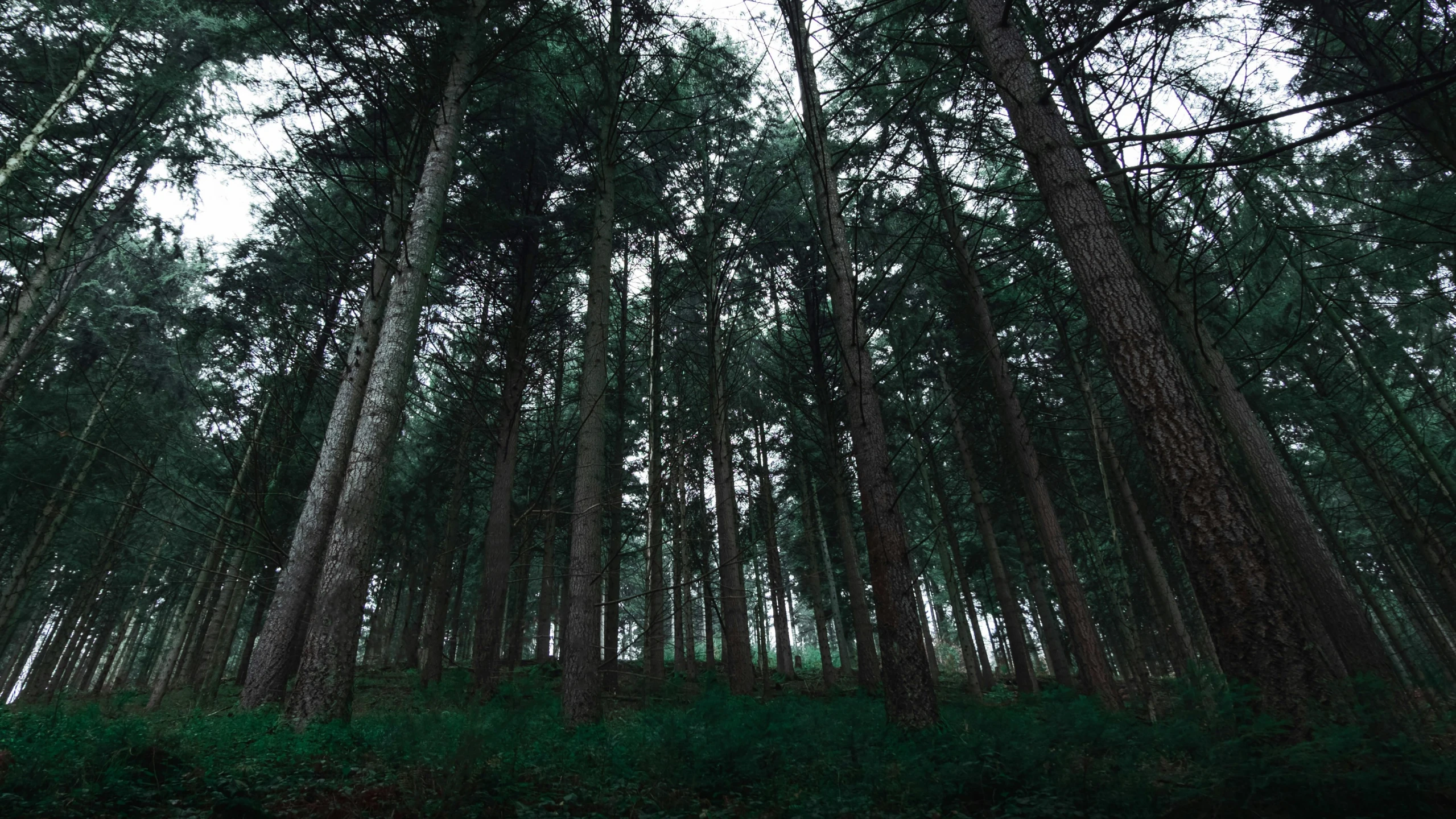 a bunch of tall trees in the forest