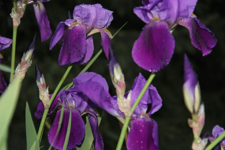 a group of flowers in the rain with droplets of water on them