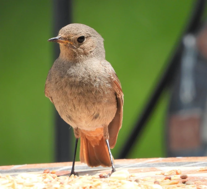 a small bird standing on top of a table