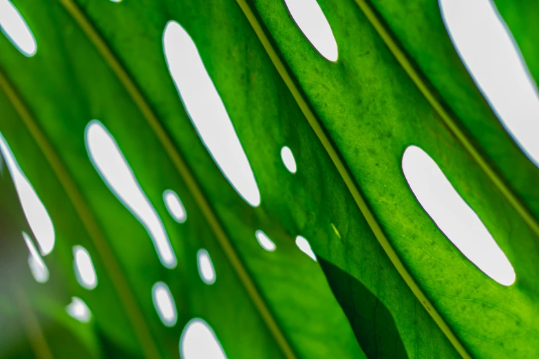 a leaf with holes made from it