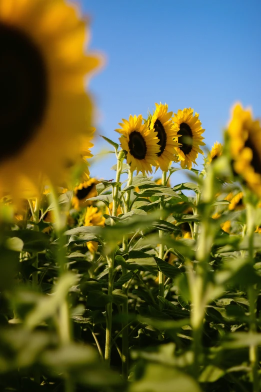 a sunflower field with many yellow flowers