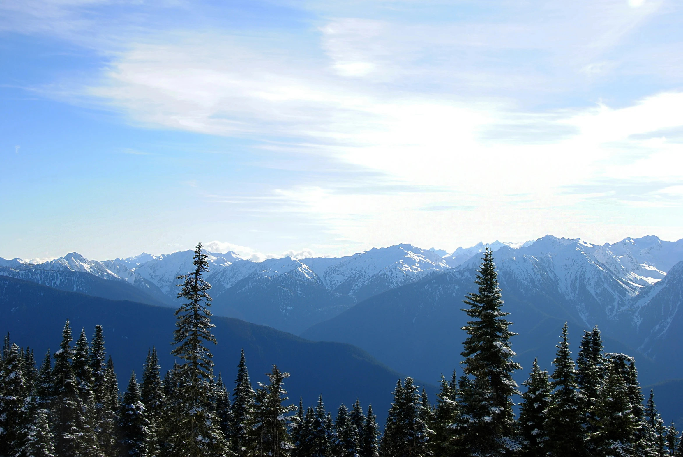 there are several very tall pine trees and mountain ranges