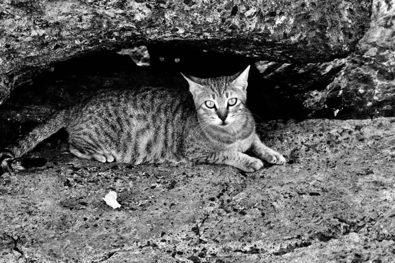 a cat sitting under a rock in the dirt