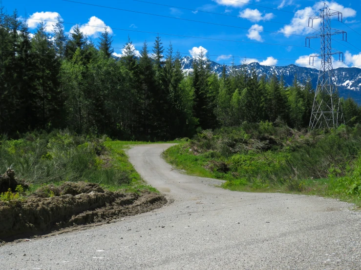 a gravel road and forest with telephone poles