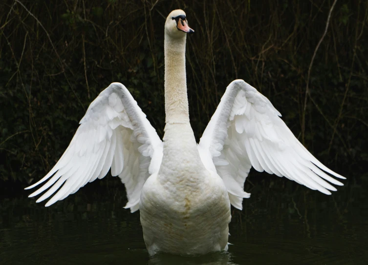 a white swan with its wings spread out in the water