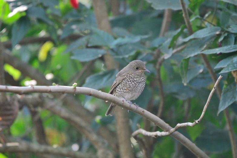 a gray bird sitting on a nch near some leaves