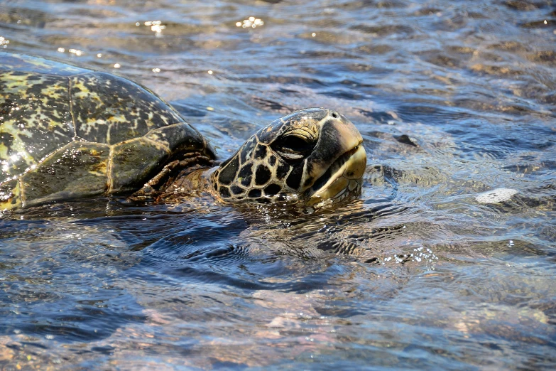 a turtle with a shell sitting in water