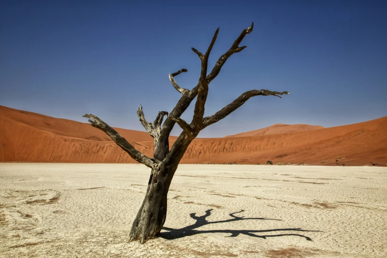 a lone tree that is in the middle of a desert