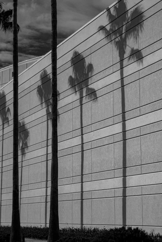 palm trees shadows on a large building