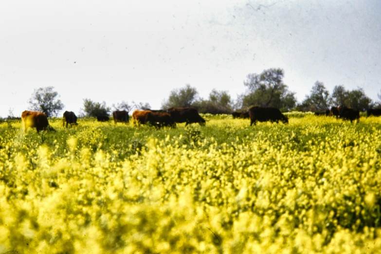 a bunch of cows that are in some grass