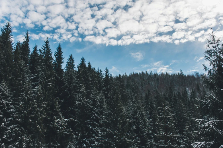 many trees with snow all over them near the ground