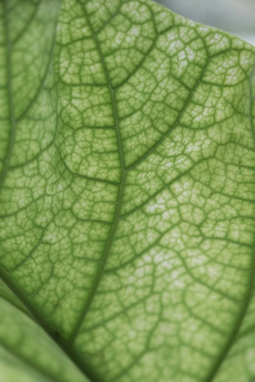 the underside of a green leaf