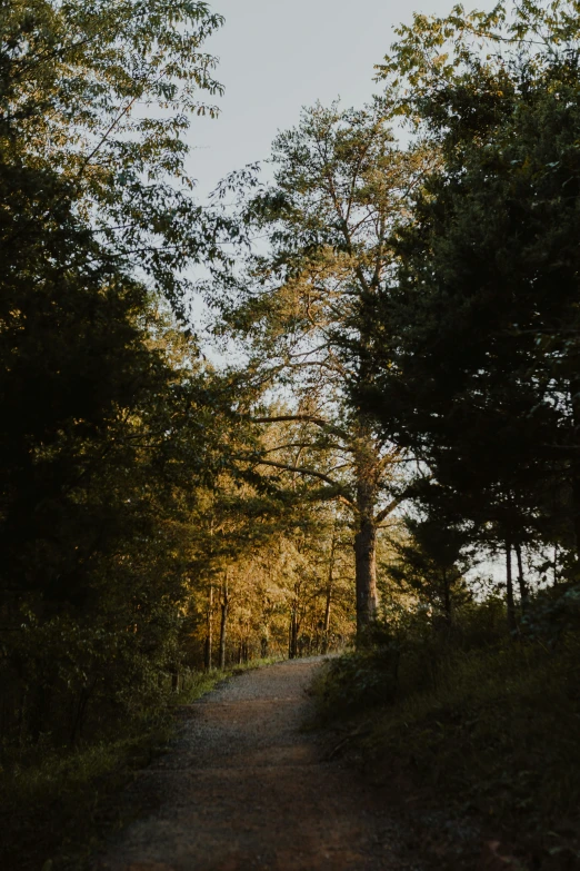 a small dirt path in a forest next to trees