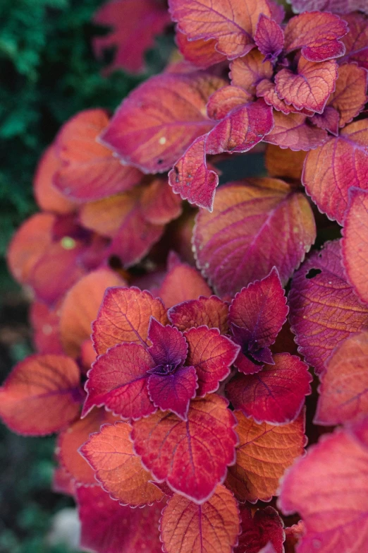 a bush with several leaves and flowers that are orange