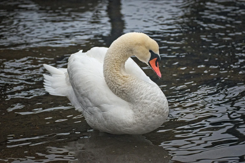 the white swan is floating on water near two people