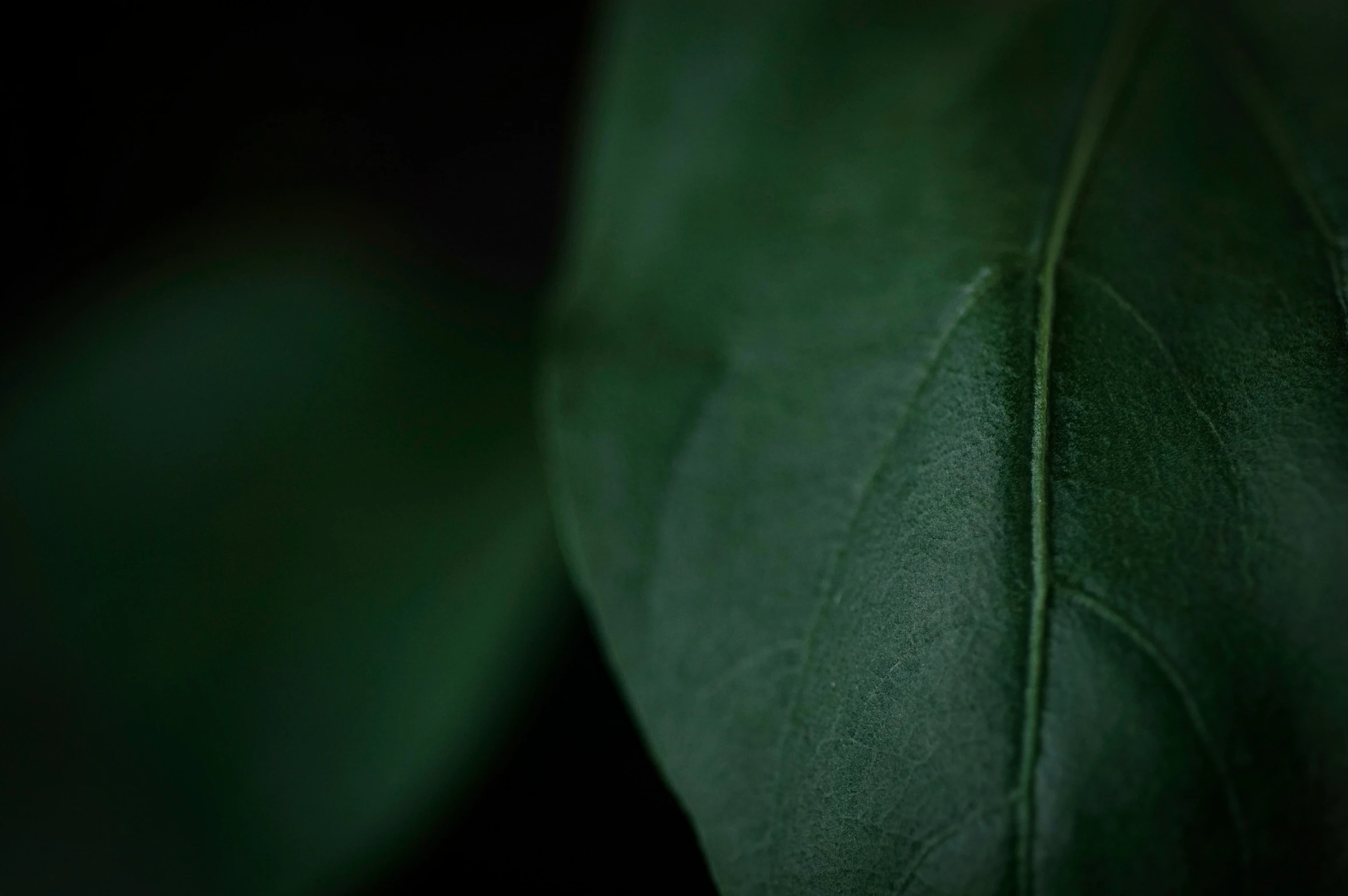 a closeup s of a green leaf