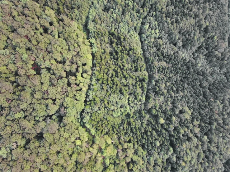 an aerial view of trees in the woods