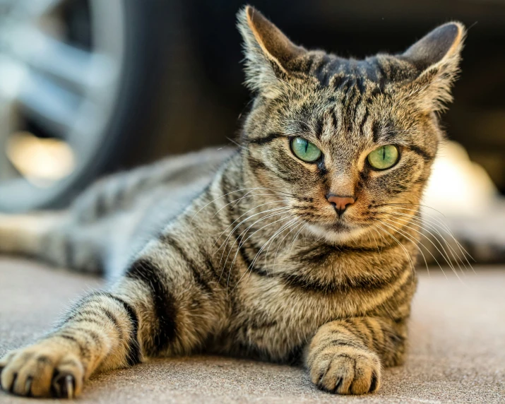 a brown cat laying down on the ground