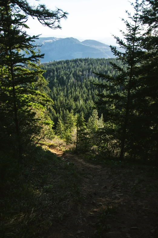 a view of trees and mountains from a rocky area