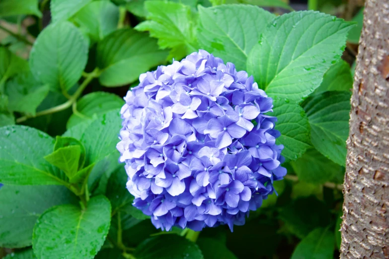 a purple flower on a green tree trunk