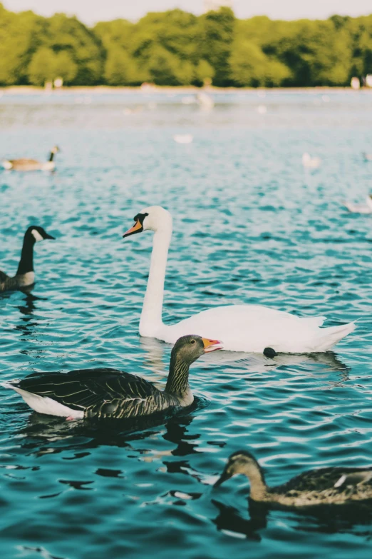 a group of geese swimming in a body of water