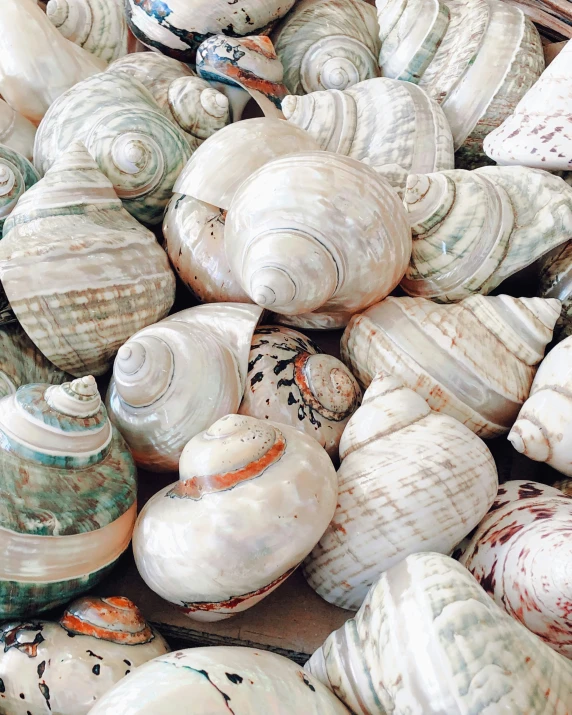 large assortment of shells displayed outdoors in a pile