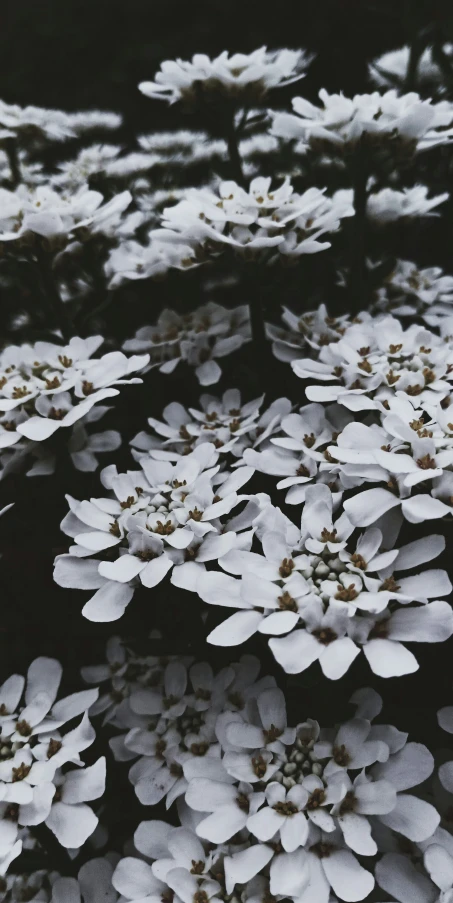 many white flowers in a black and white po