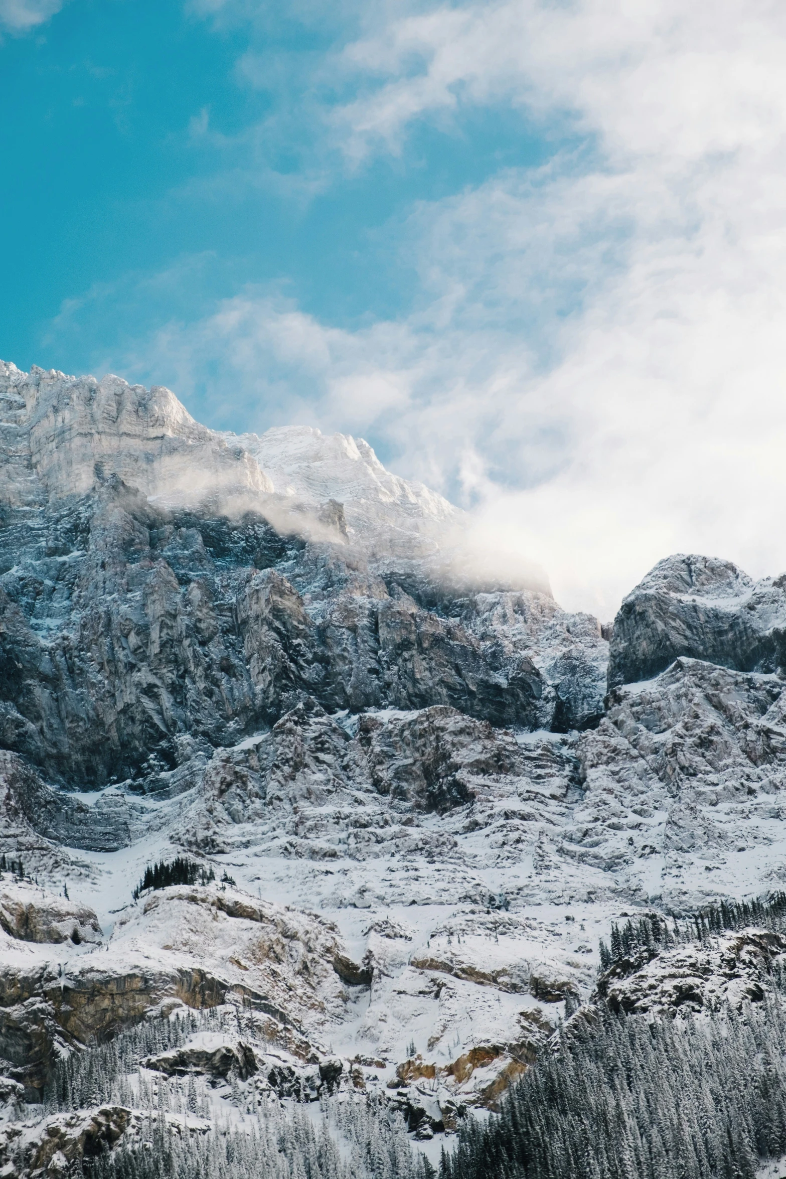 two trees in snow with a mountain behind them