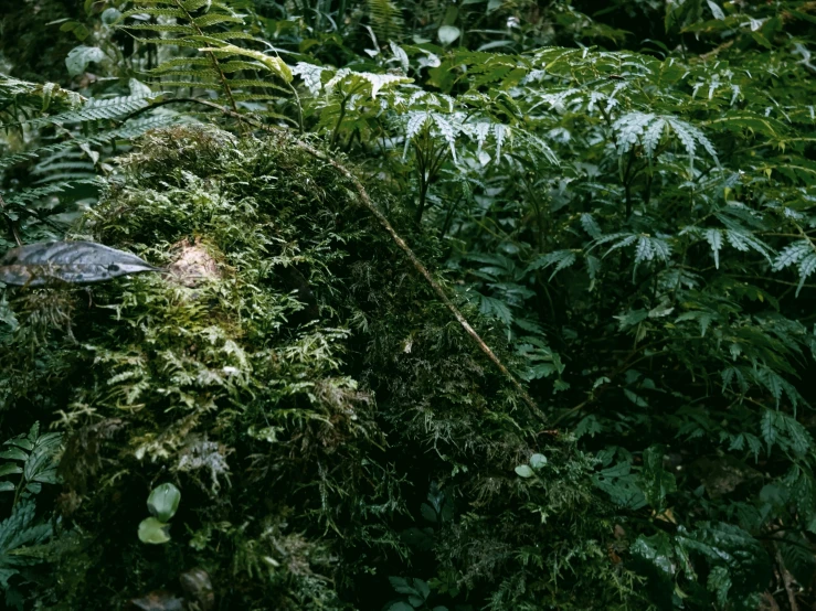 the bird is perched on a nch of ferns