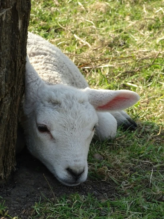 a white sheep sitting next to a tree trunk