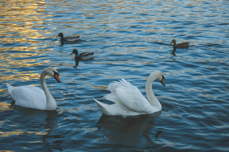 ducks swimming on the waters of a lake