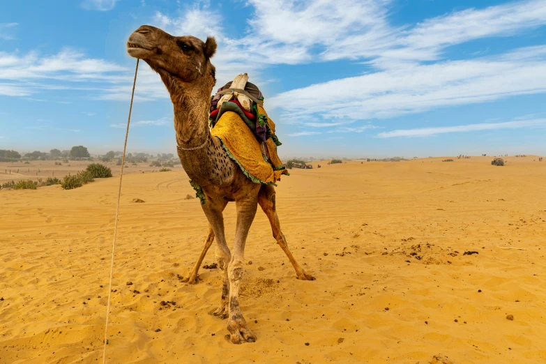 a camel is trotting through the desert