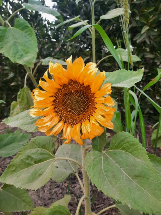 a very big pretty yellow flower near some trees