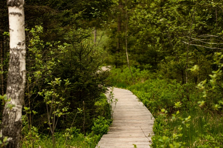 a long wooden walkway in the middle of a forest