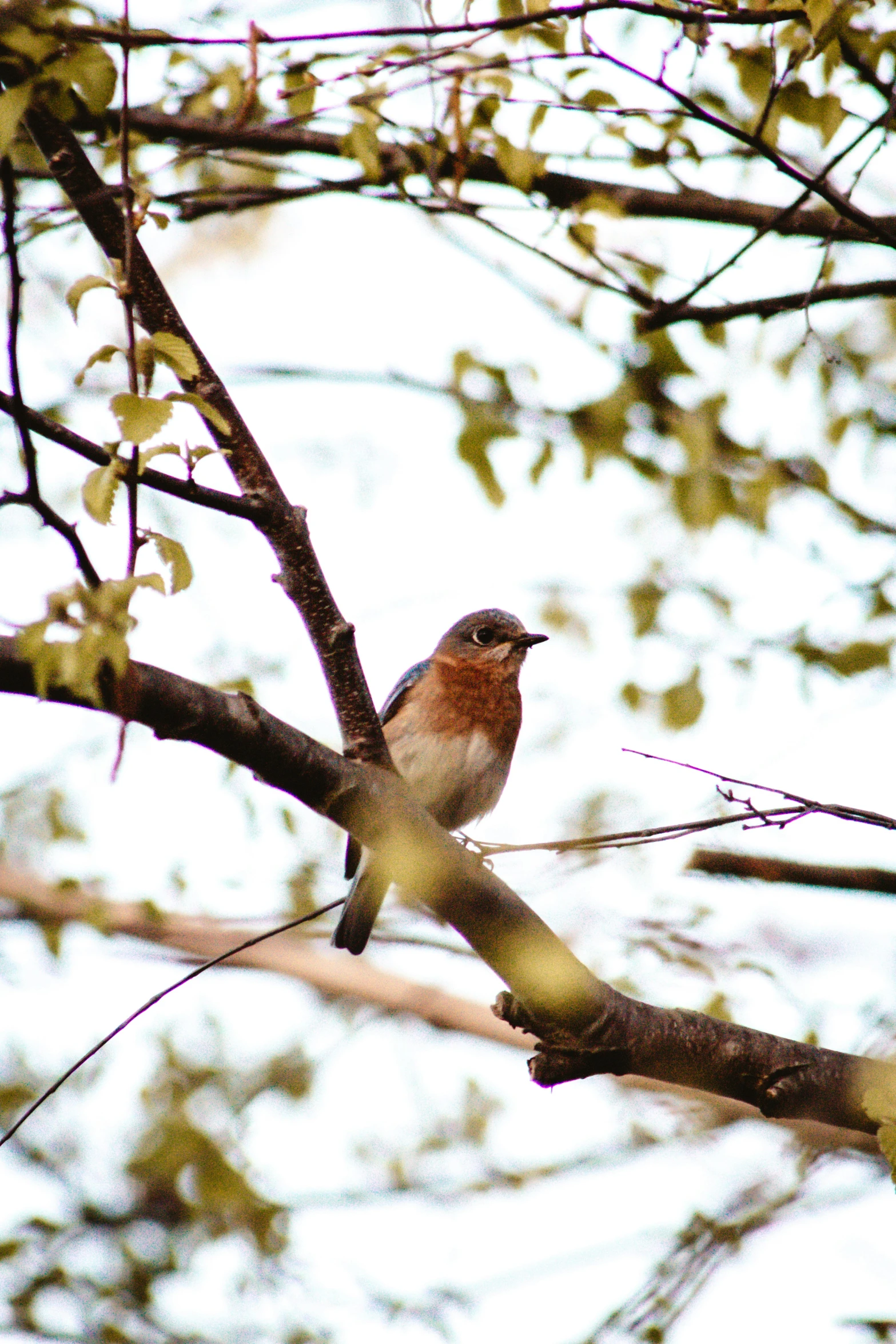 a small bird perched on a tree nch