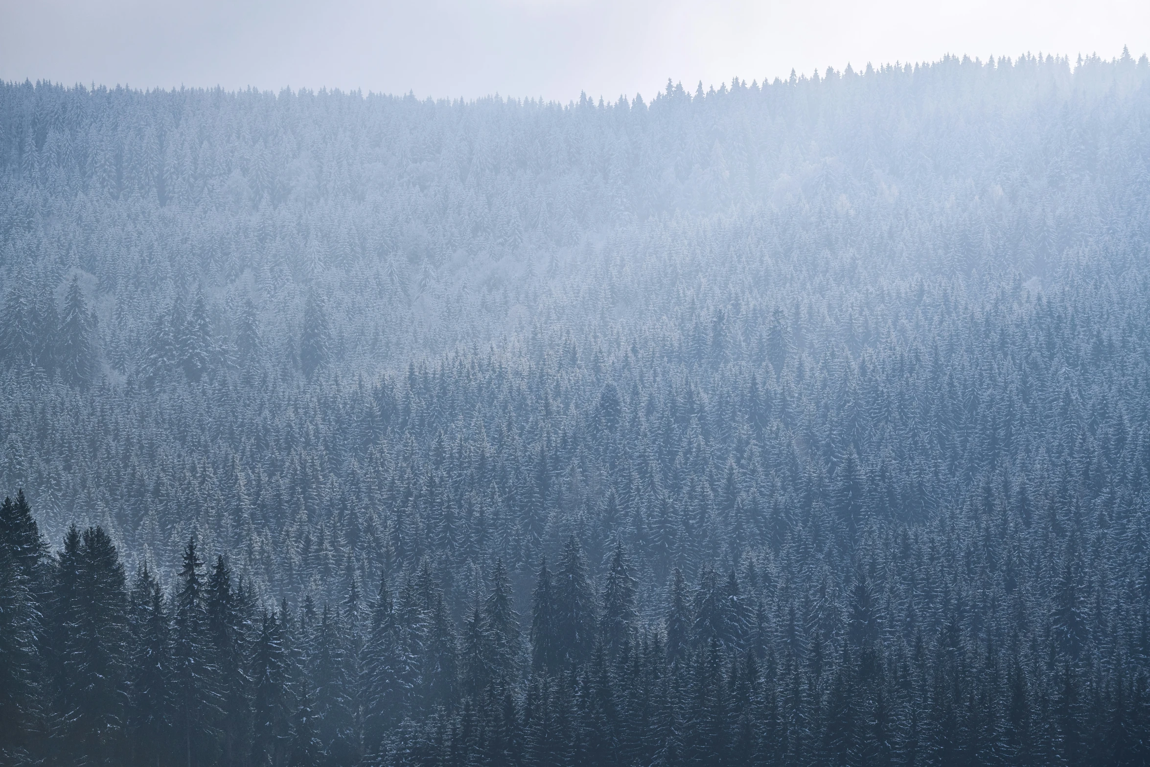 some very tall trees on a hill in the mist