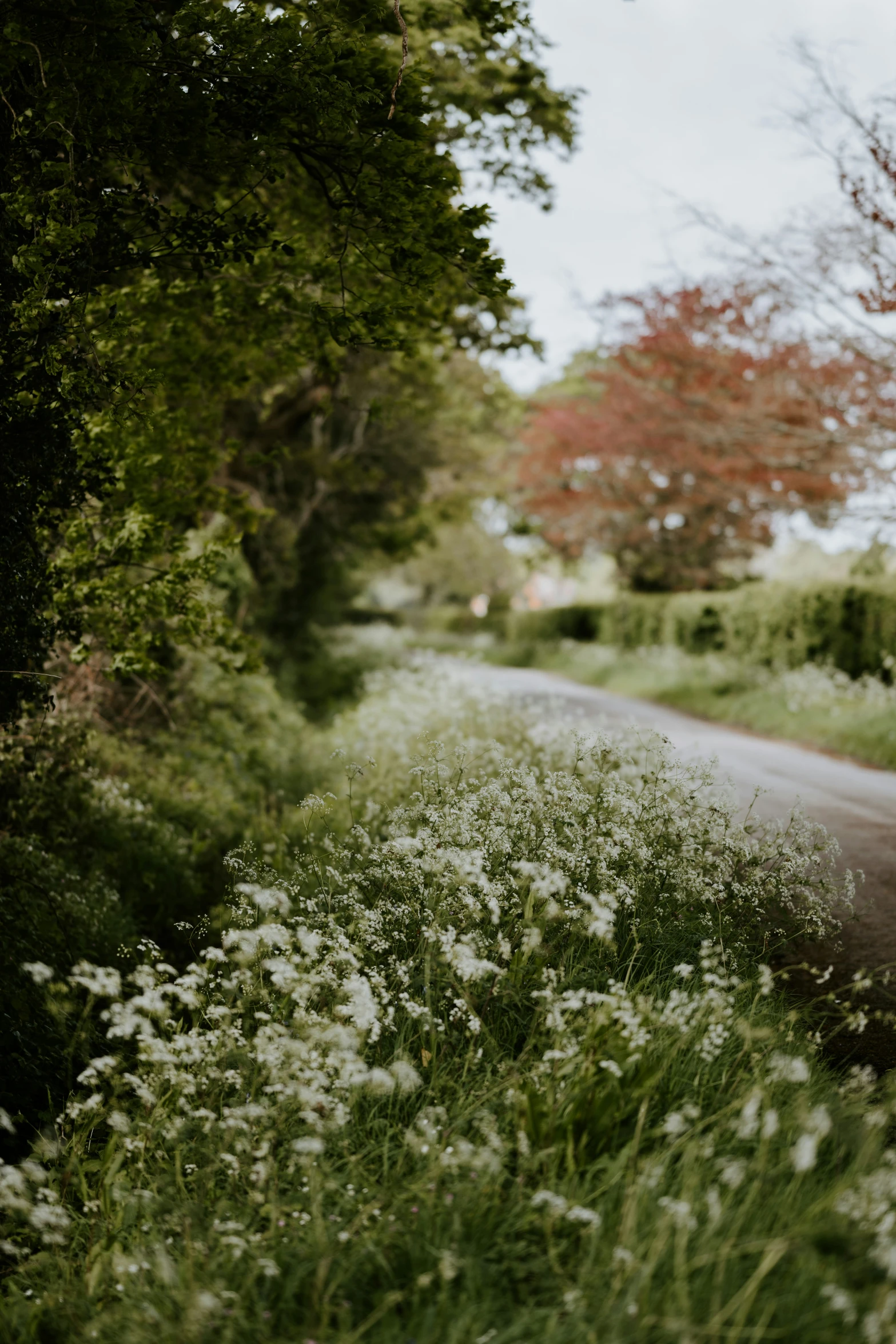 some very pretty grass by a dirt road