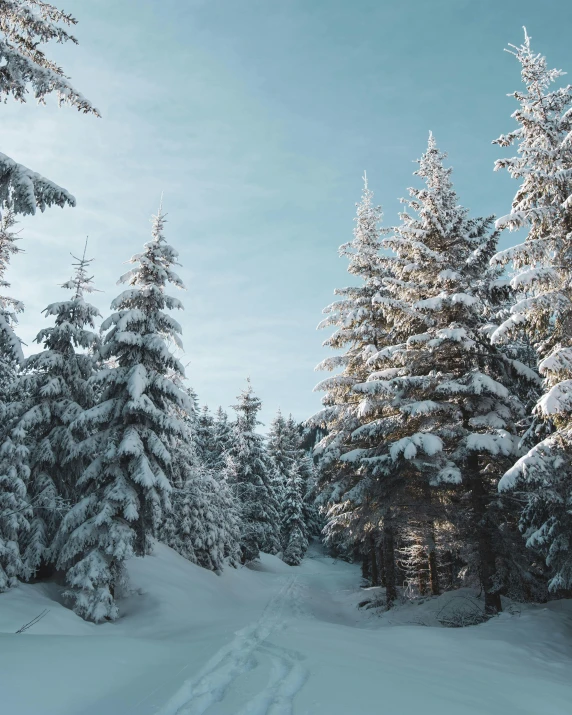 a person riding skis through a snowy forest