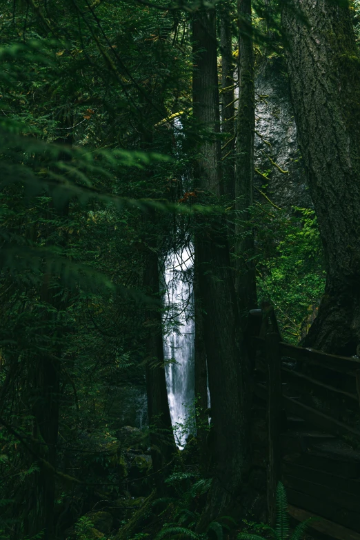 a bench sits in the middle of a wooded area