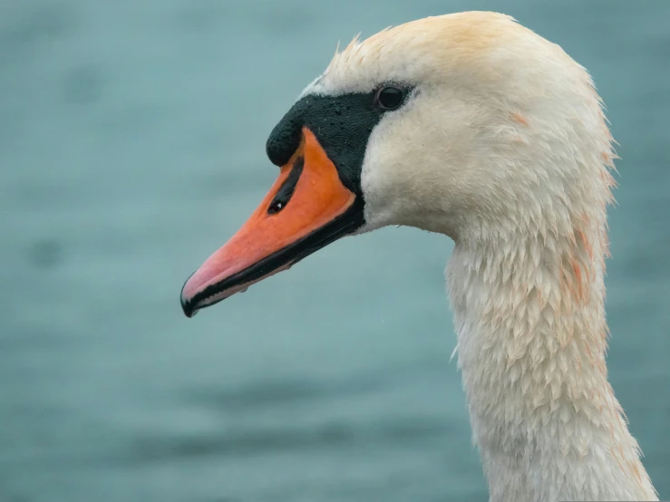 a white bird is standing by the water