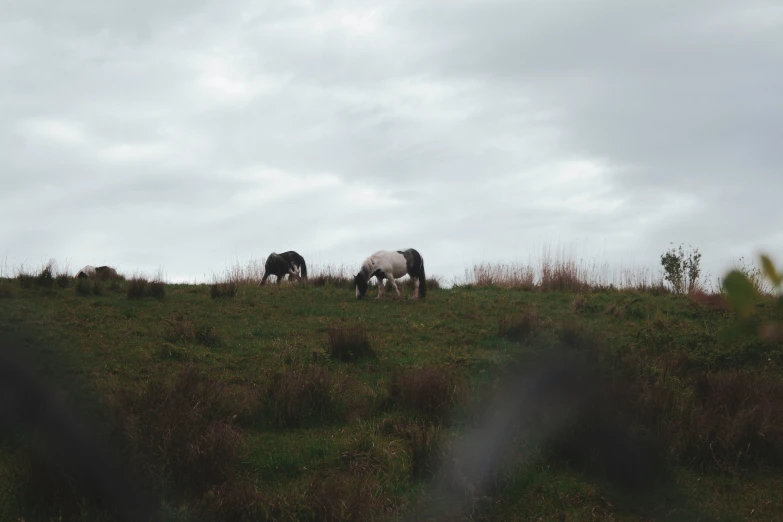 the two horses are grazing on the hill