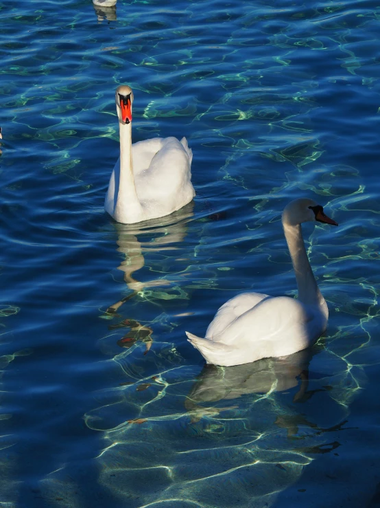 two white swans swimming in a blue body of water