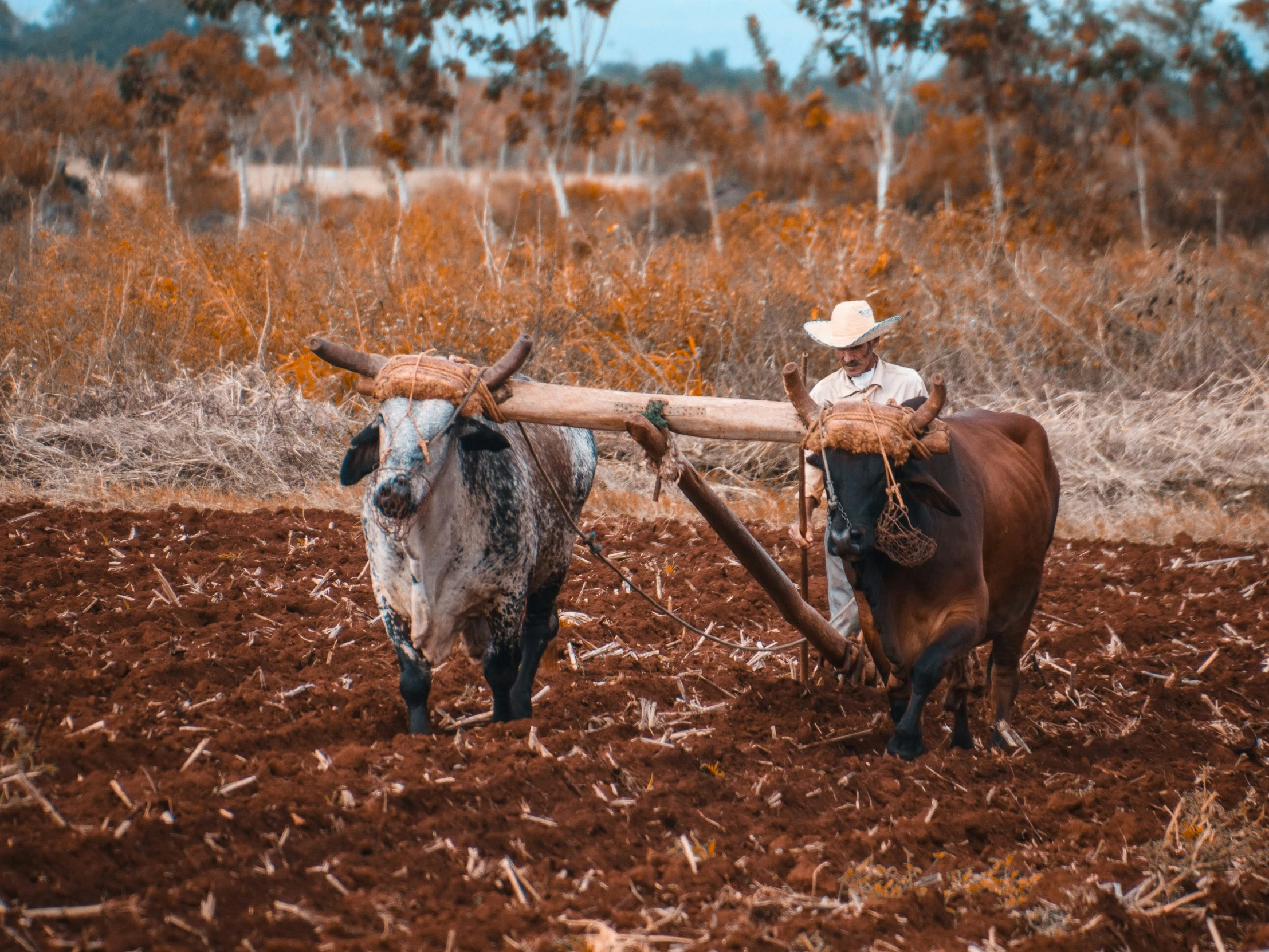 an old man drives a long wooden stick with two animals on it